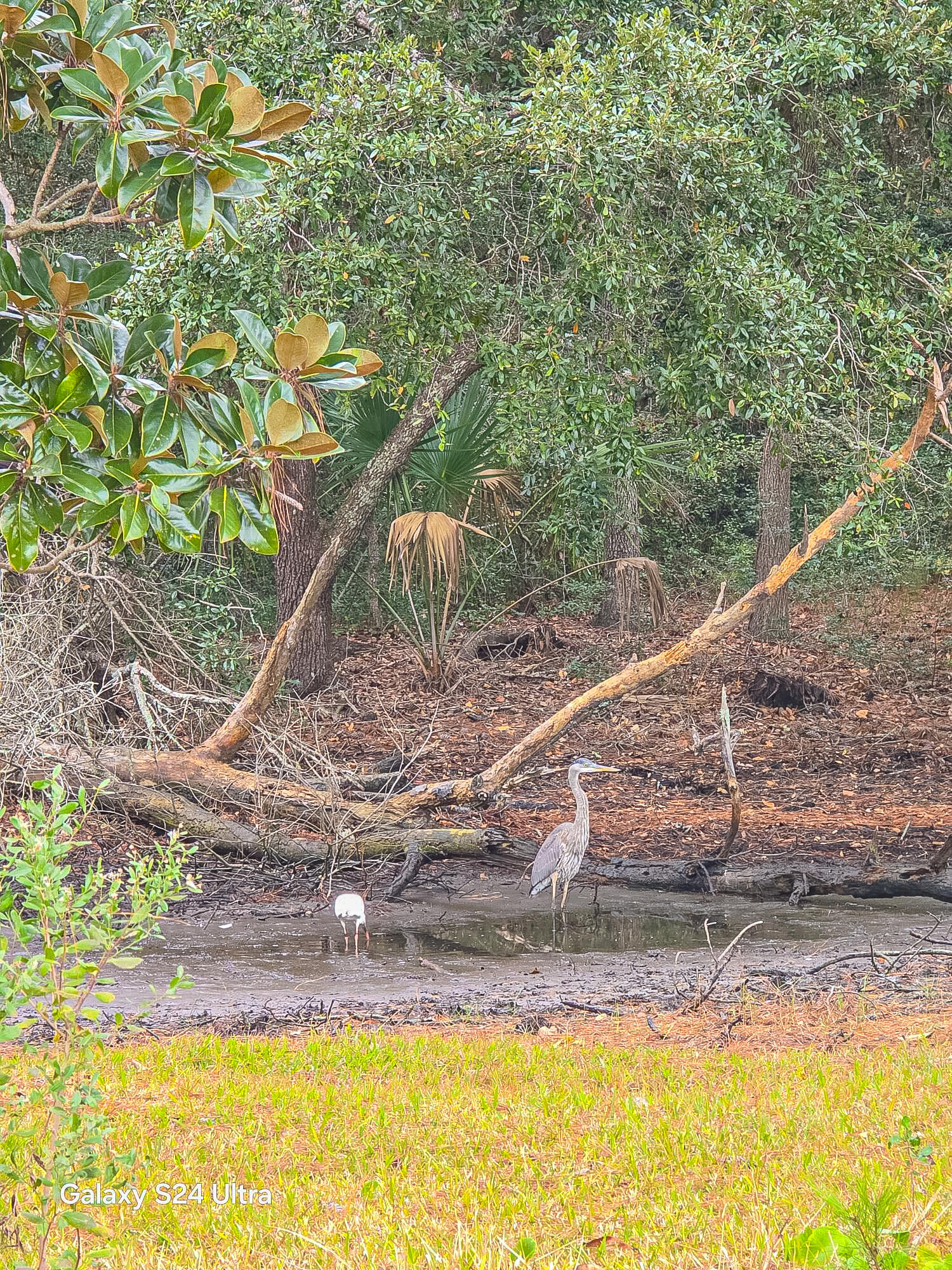 648 Schooner Road Charleston, SC 29412 - Photo 21 of 25 Birds