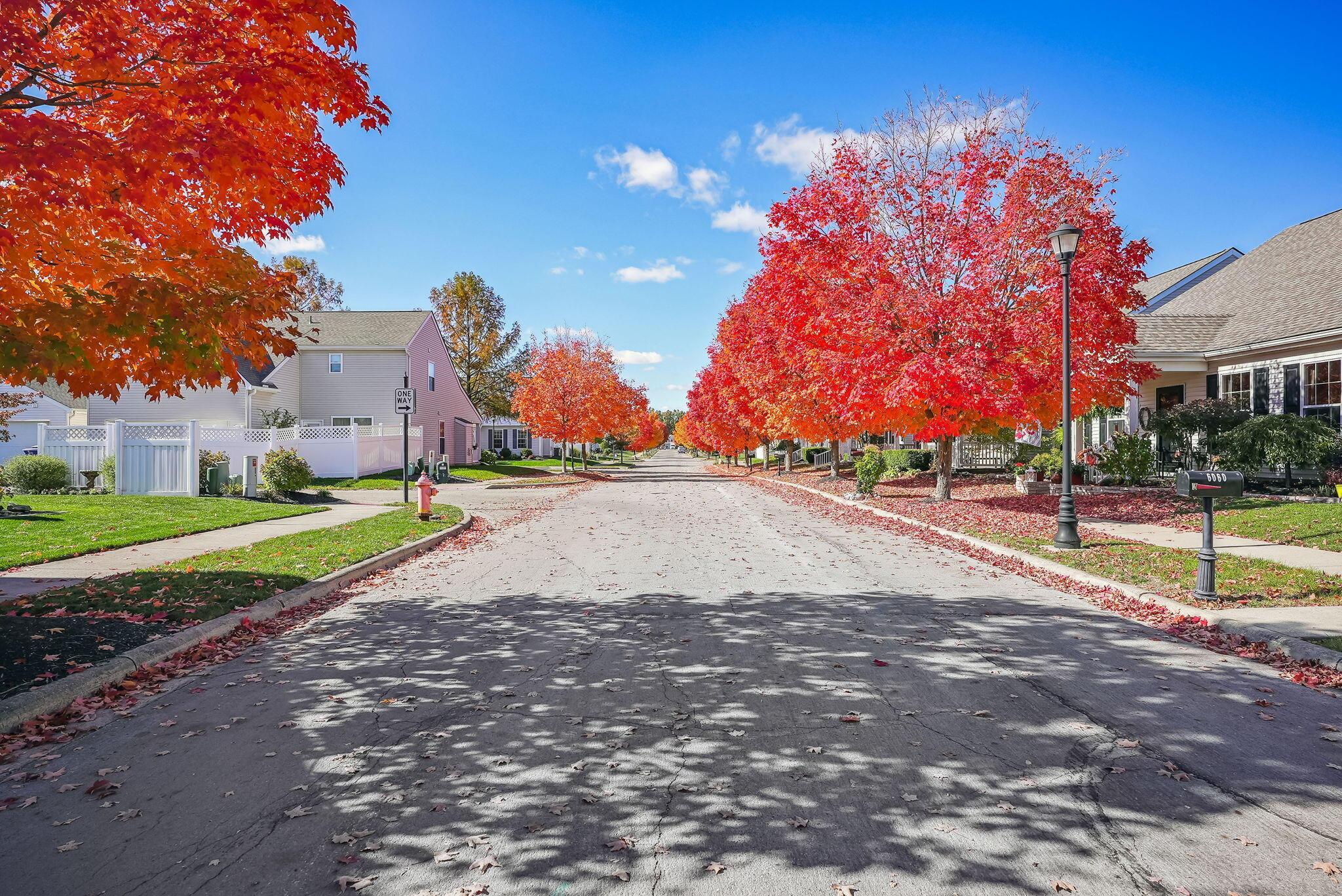 5990 Mealla Road Westerville, OH 43081 - Photo 36 of 36 The Tree-Lined Street.