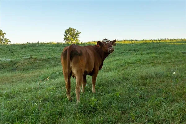 $94,525 | -a-3) Southeast A-3 Se 401st (lot A-3) Street, Leeton, MO 64761