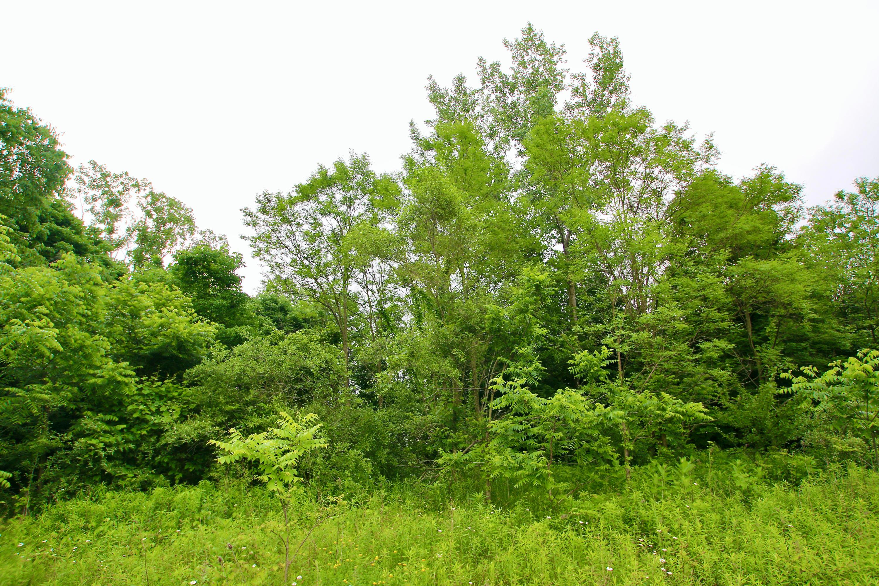 0 Vans Valley Road Galena, OH 43021 - Photo 20 of 24