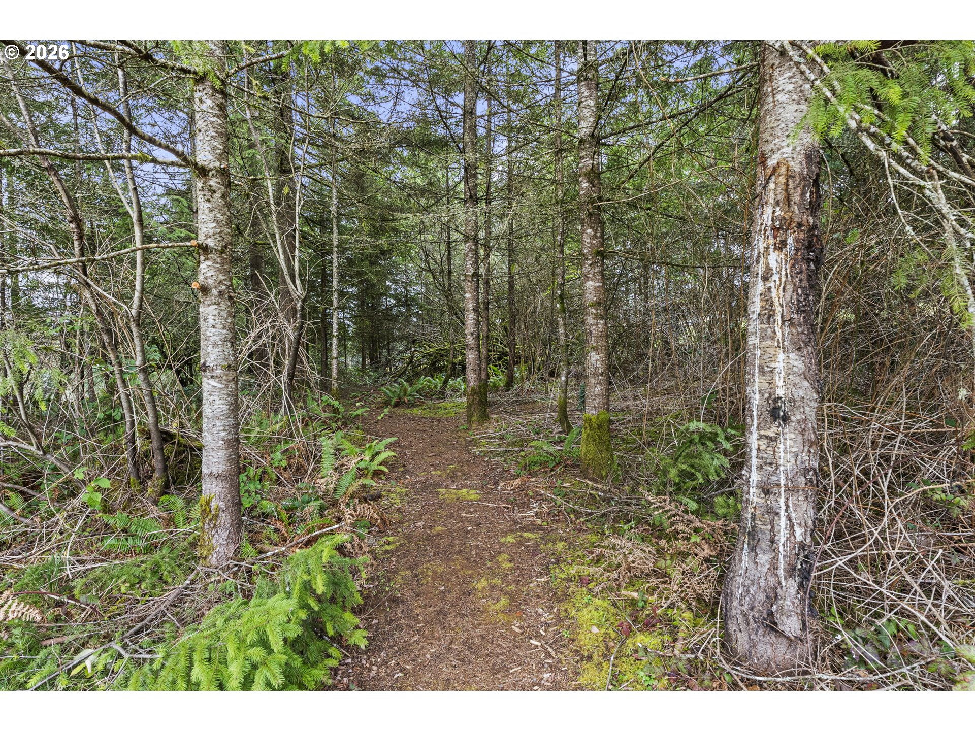 527 Tennessee Road Winlock, WA 98596 - Photo 42 of 48 a view of a forest with trees