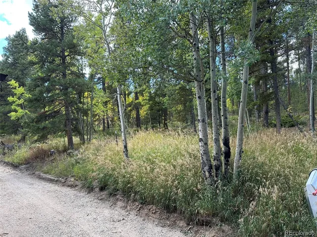 a view of a forest with trees