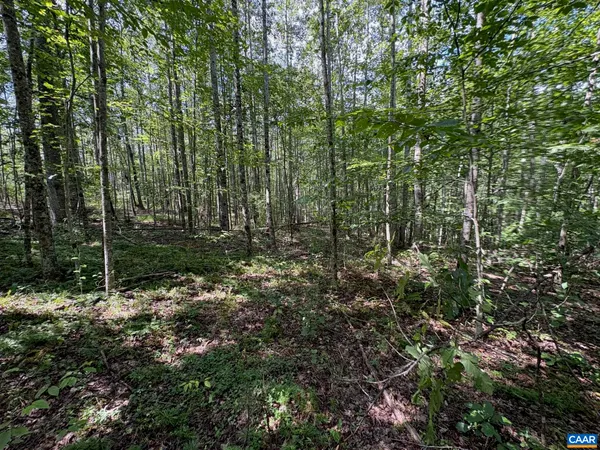 a view of a forest with trees
