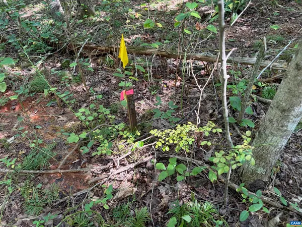 a view of a tree with a plants and trees