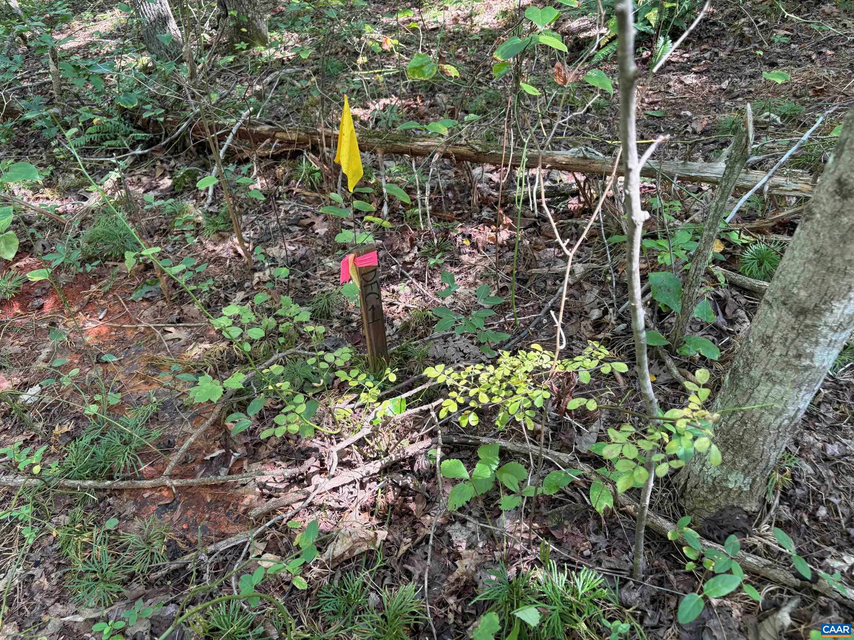 23-5a Mitchell Mountain Road Reva, VA 22735 - Photo 6 of 18 a view of a tree with a plants and trees