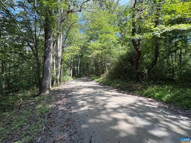 a view of a forest with trees in the background