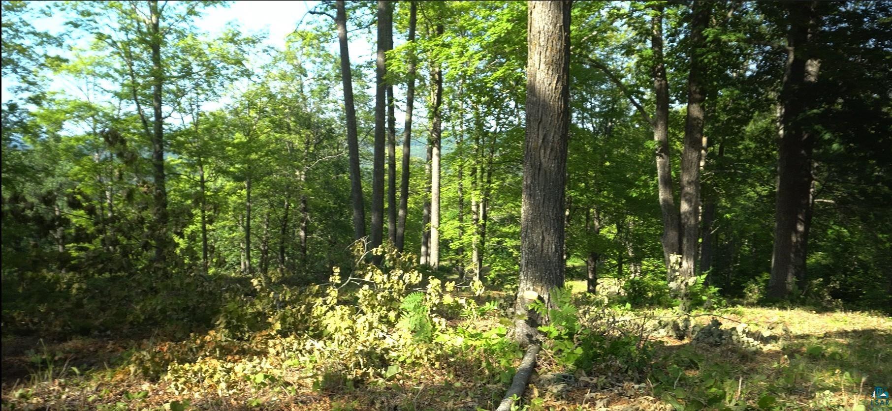 83-xxx Ashwabay Heights Road Bayfield, WI 54814 - Photo 3 of 11 View of wooded area