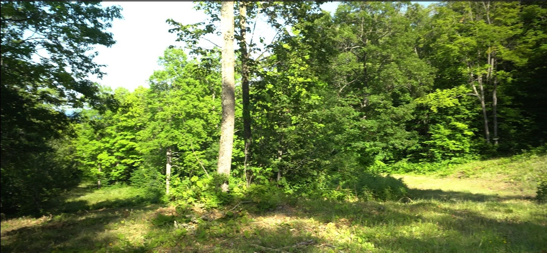 83-xxx Ashwabay Heights Road Bayfield, WI 54814 - Photo 5 of 11 View of woods