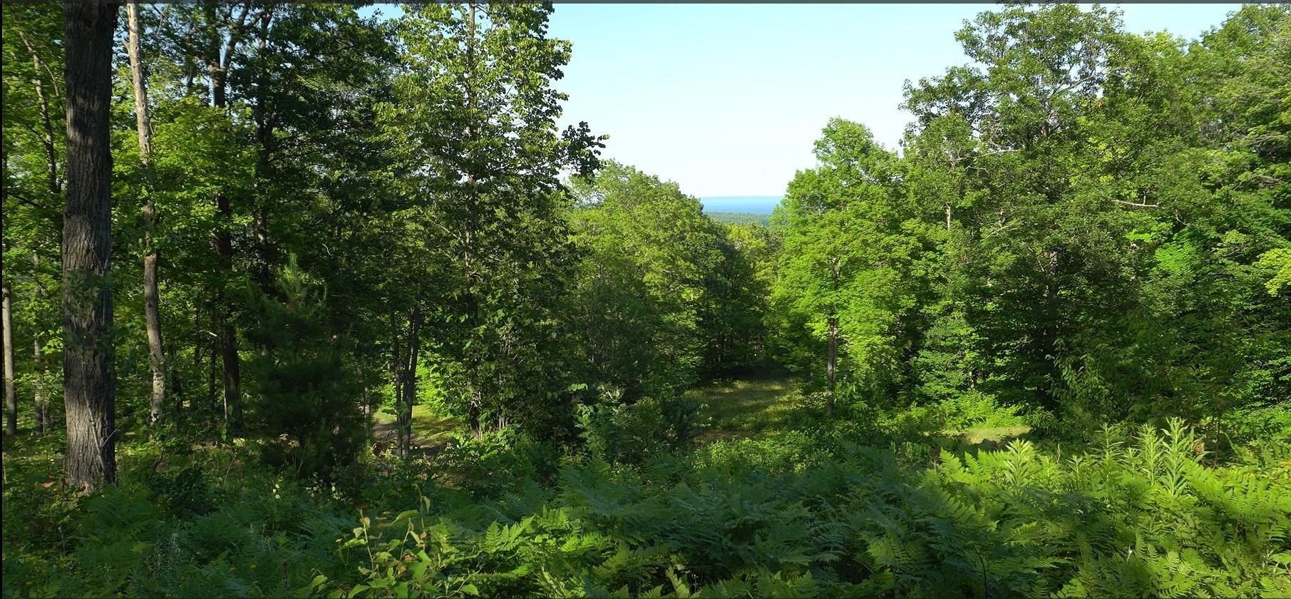83-xxx Ashwabay Heights Road Bayfield, WI 54814 - Photo 6 of 11 View of wooded area
