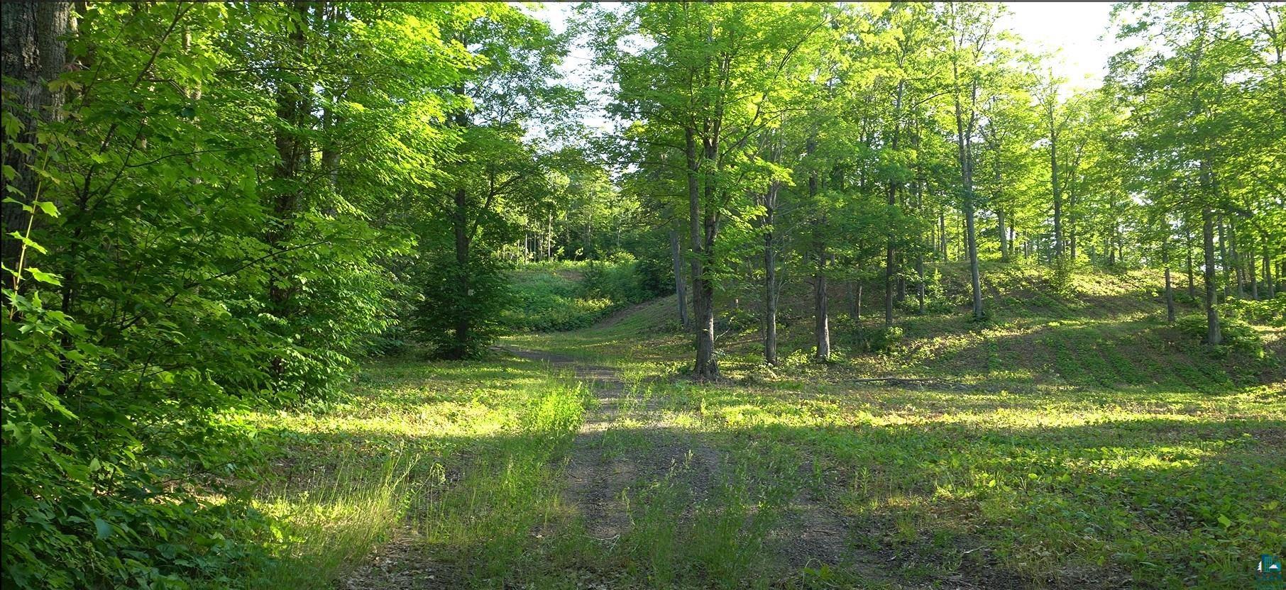 83-xxx Ashwabay Heights Road Bayfield, WI 54814 - Photo 10 of 11 View of tree filled area
