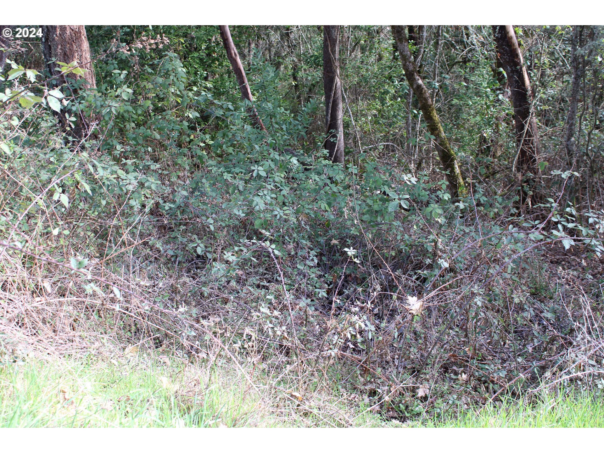 0 Southwest Pioneer Way Myrtle Creek, OR 97457 - Photo 2 of 3