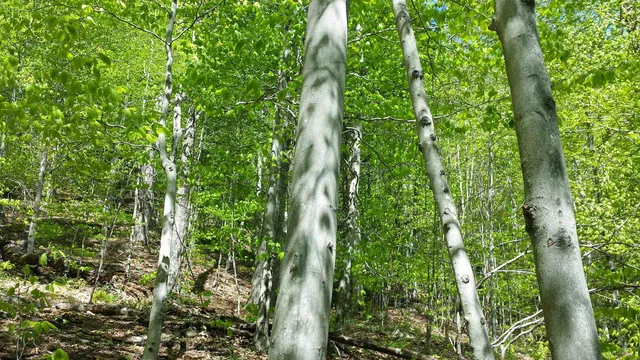 $250,000 | 522 Justin Morrill Memorial Highway, Strafford, VT 05072