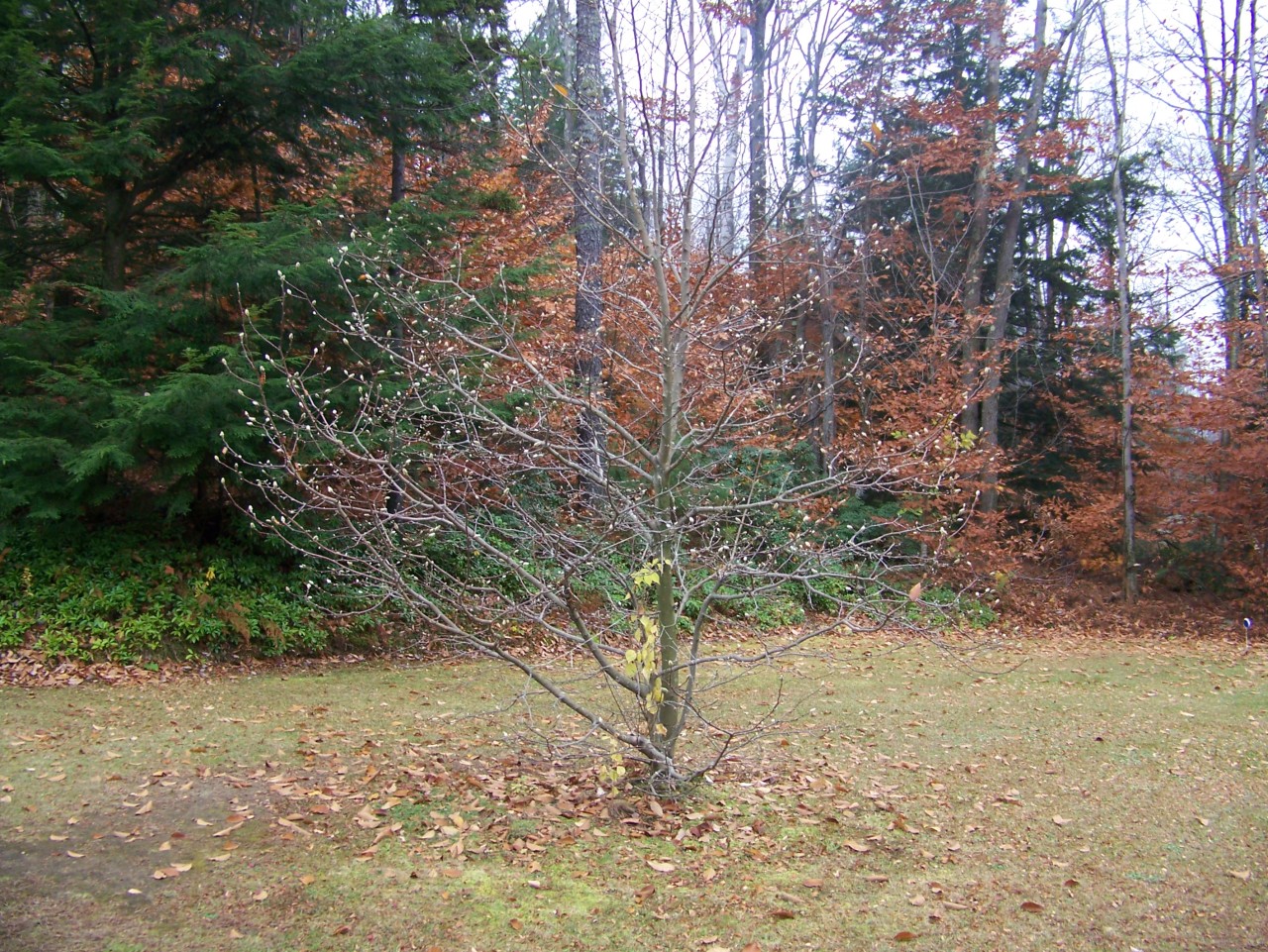 103 Algerie Road Becket, MA 01223 - Photo 35 of 37 a view of a yard with a tree