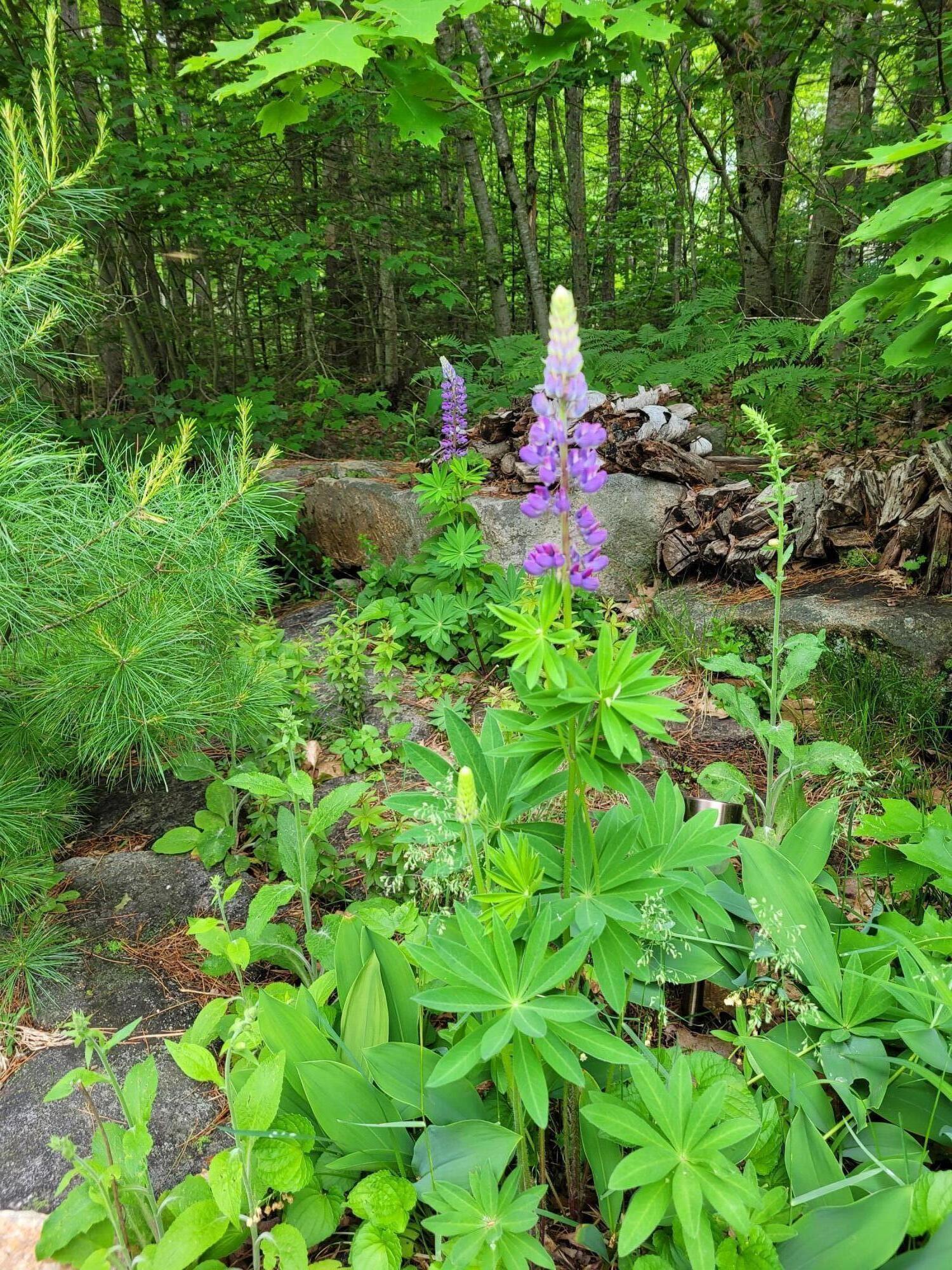 19 Woodlands Point Road West Bath, ME 04530 - Photo 46 of 49 Photo 1