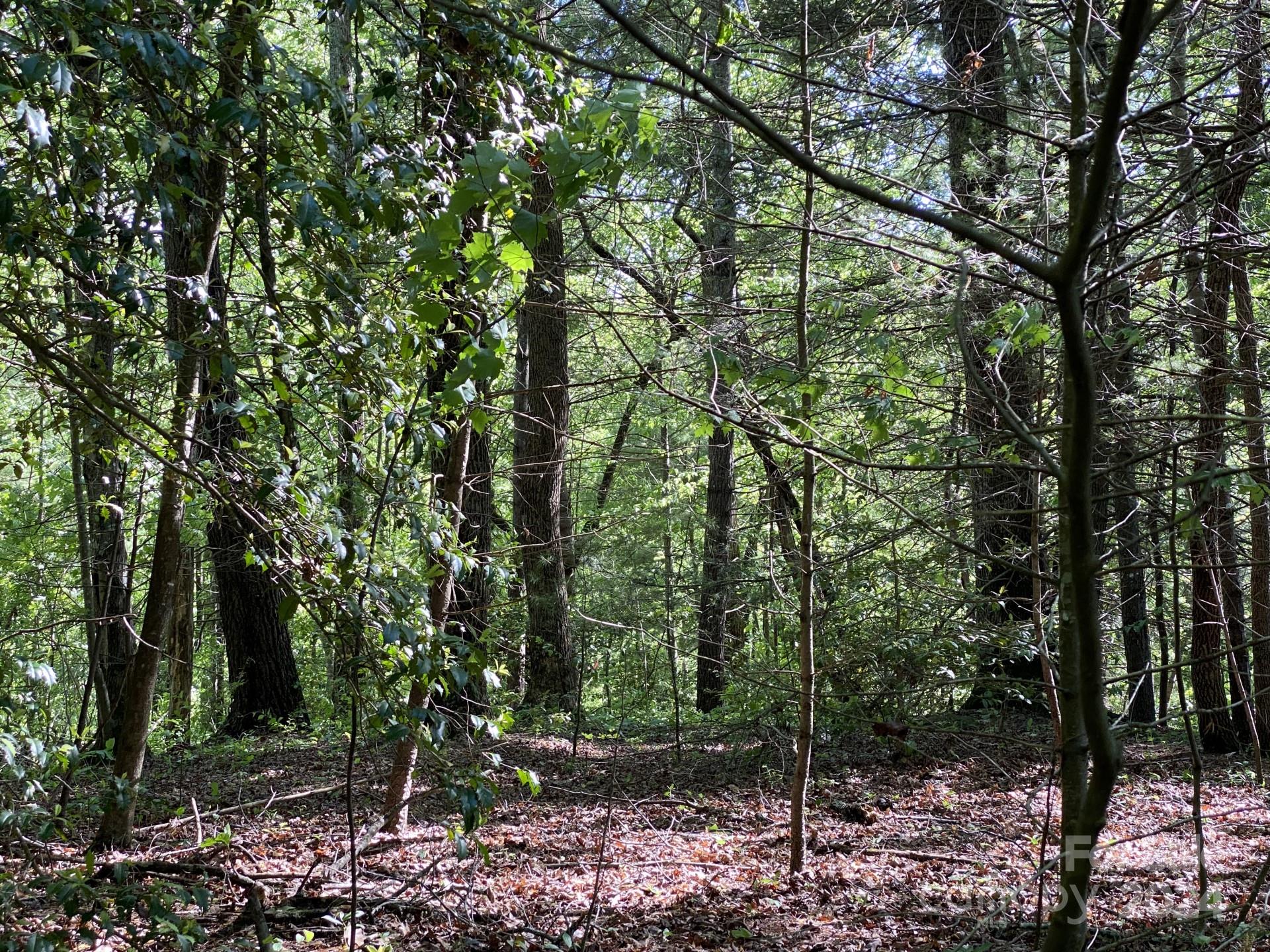 0 Wykle Road Asheville, NC 28805 - Photo 2 of 8 a view of forest