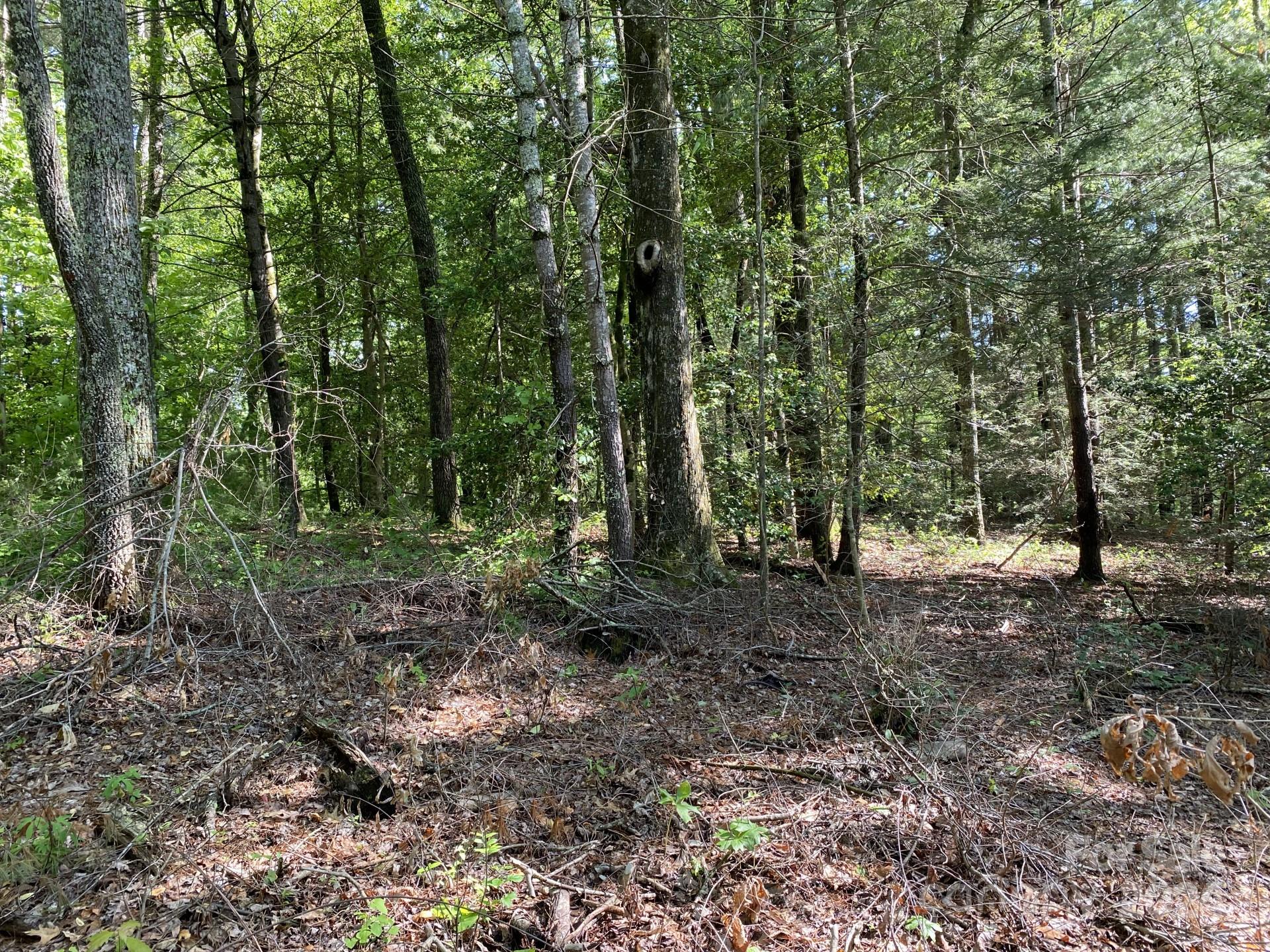 0 Wykle Road Asheville, NC 28805 - Photo 3 of 8 a view of a forest with trees