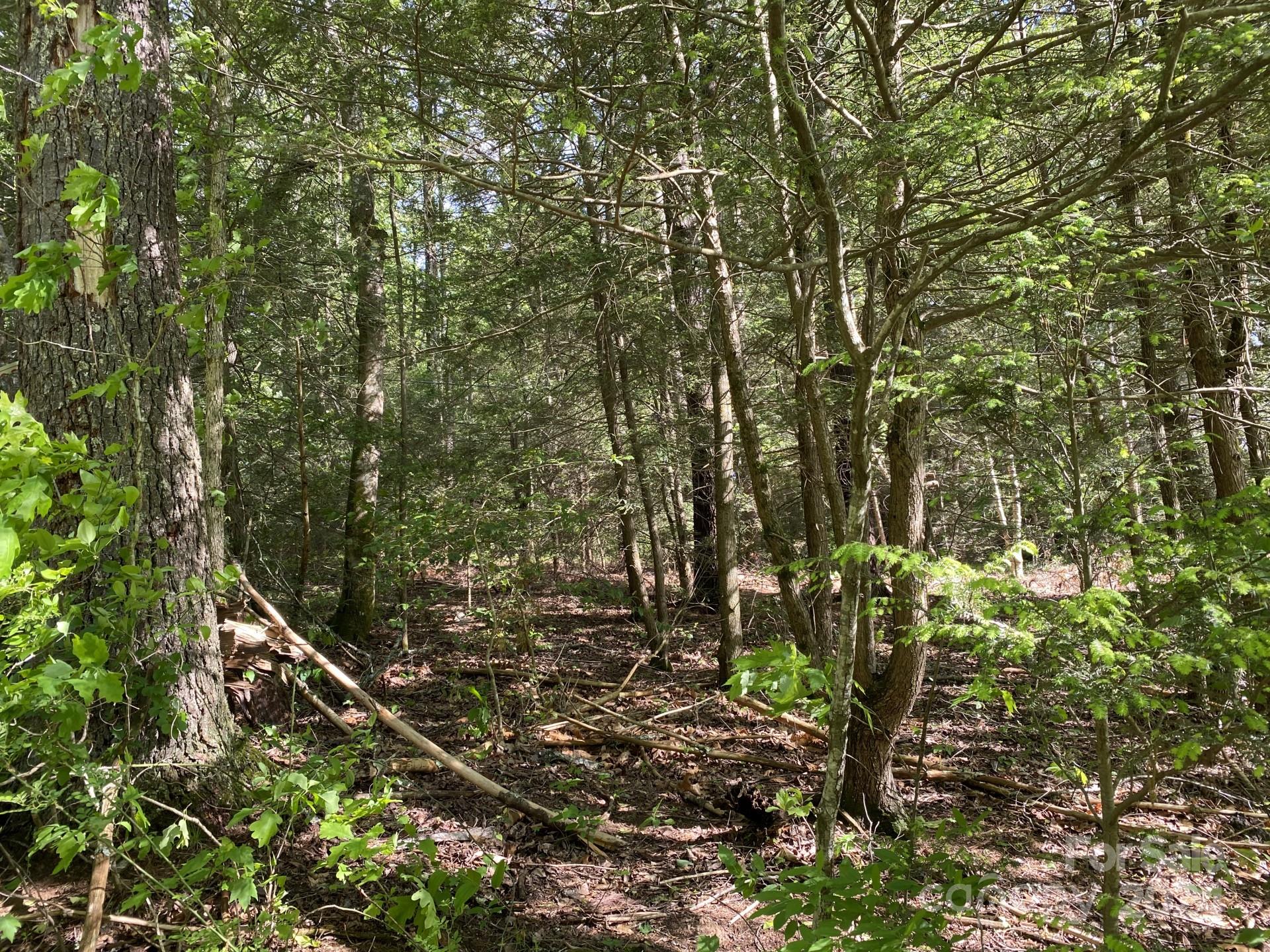 0 Wykle Road Asheville, NC 28805 - Photo 4 of 8 a view of a plant with a tree