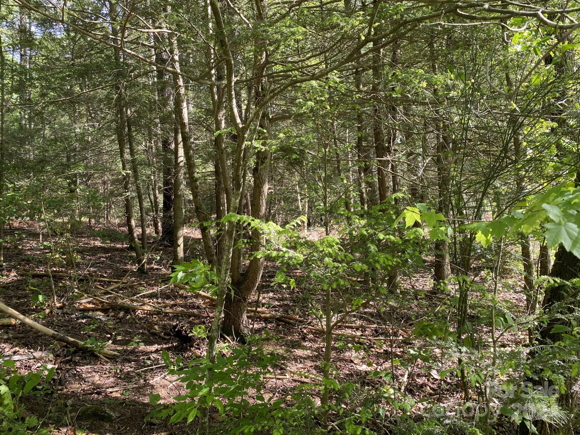 0 Wykle Road Asheville, NC 28805 - Photo 5 of 8 a backyard of a house with lots of plants and seating
