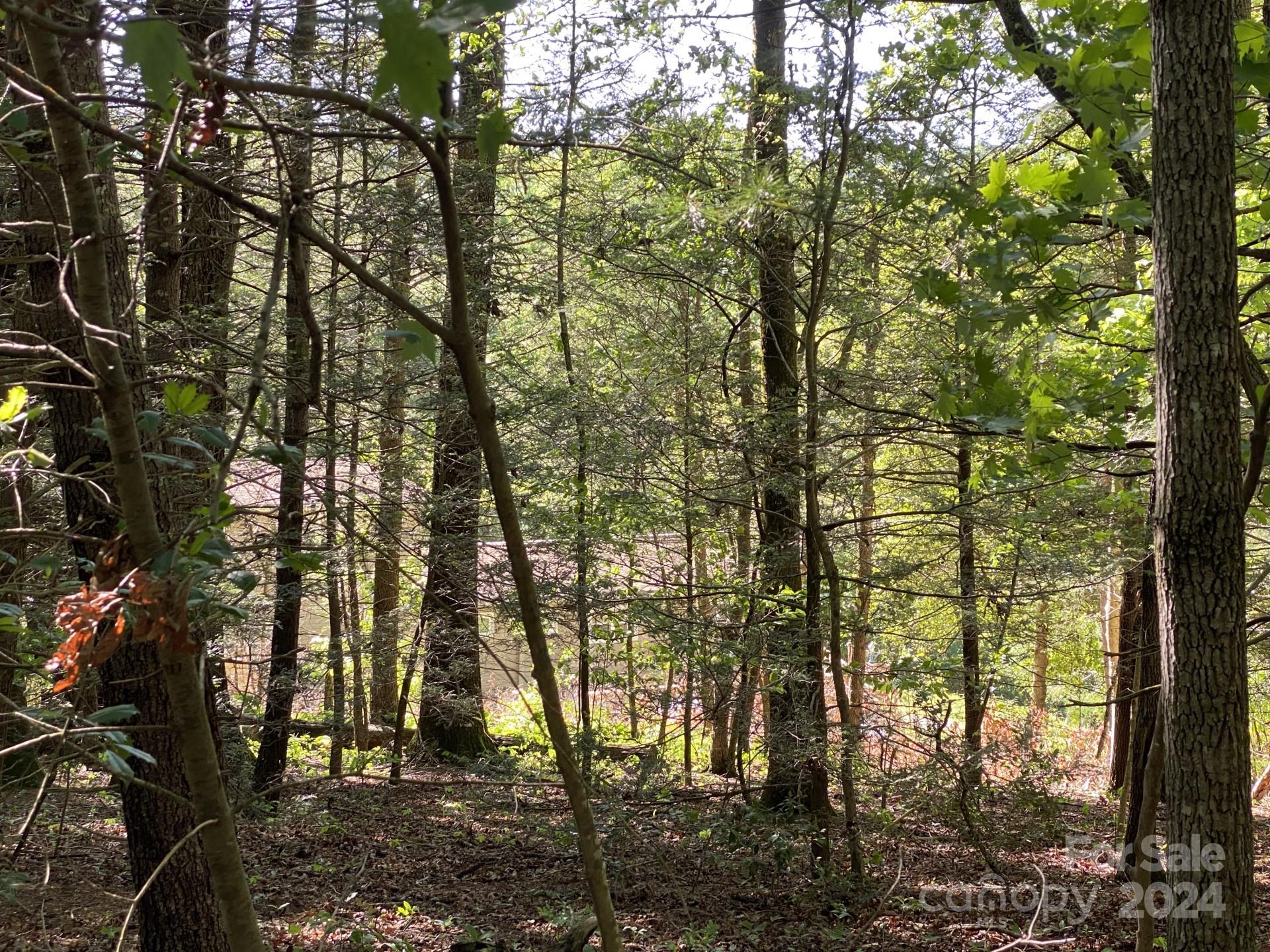 0 Wykle Road Asheville, NC 28805 - Photo 6 of 8 a view of forest