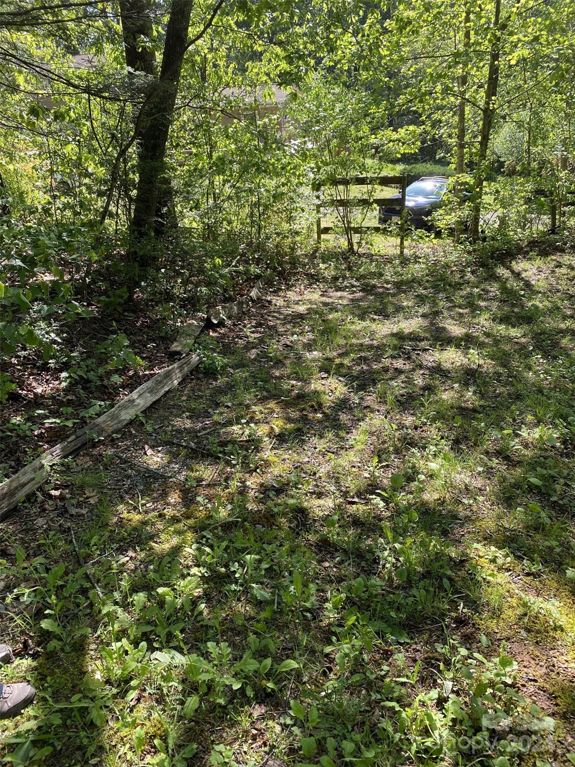 0 Wykle Road Asheville, NC 28805 - Photo 7 of 8 a close up of a tree in a yard