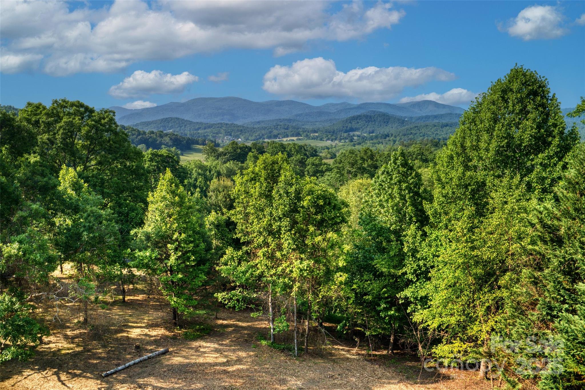 a view of a bunch of trees and bushes