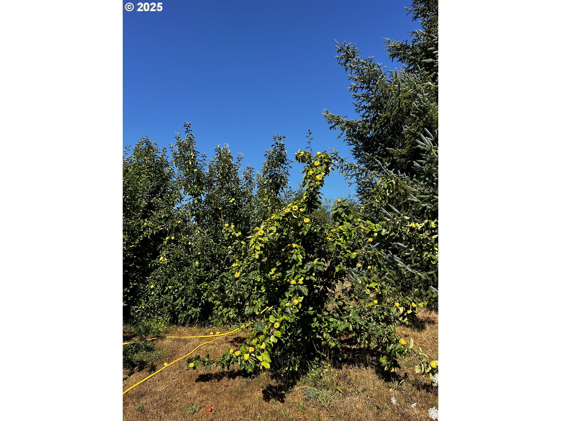 97040 Henderson Road Brookings, OR 97415 - Photo 21 of 36 a view of a tree with a plant
