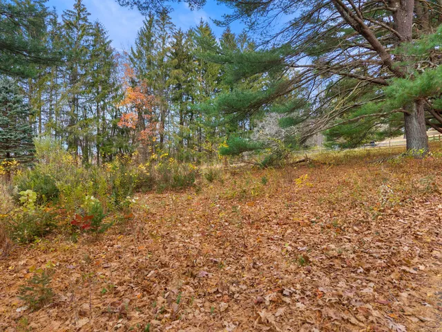 a view of a yard with a tree