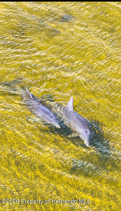 3461 Pandora Drive Weeki Wachee, FL 34607 - Photo 52 of 61 Dolphin at Pine Island