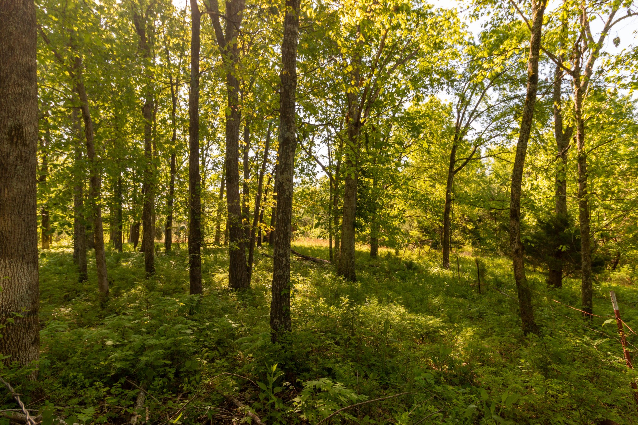 911 Snell Road Lewisburg, TN 37091 - Photo 46 of 50 Gallery Image 46