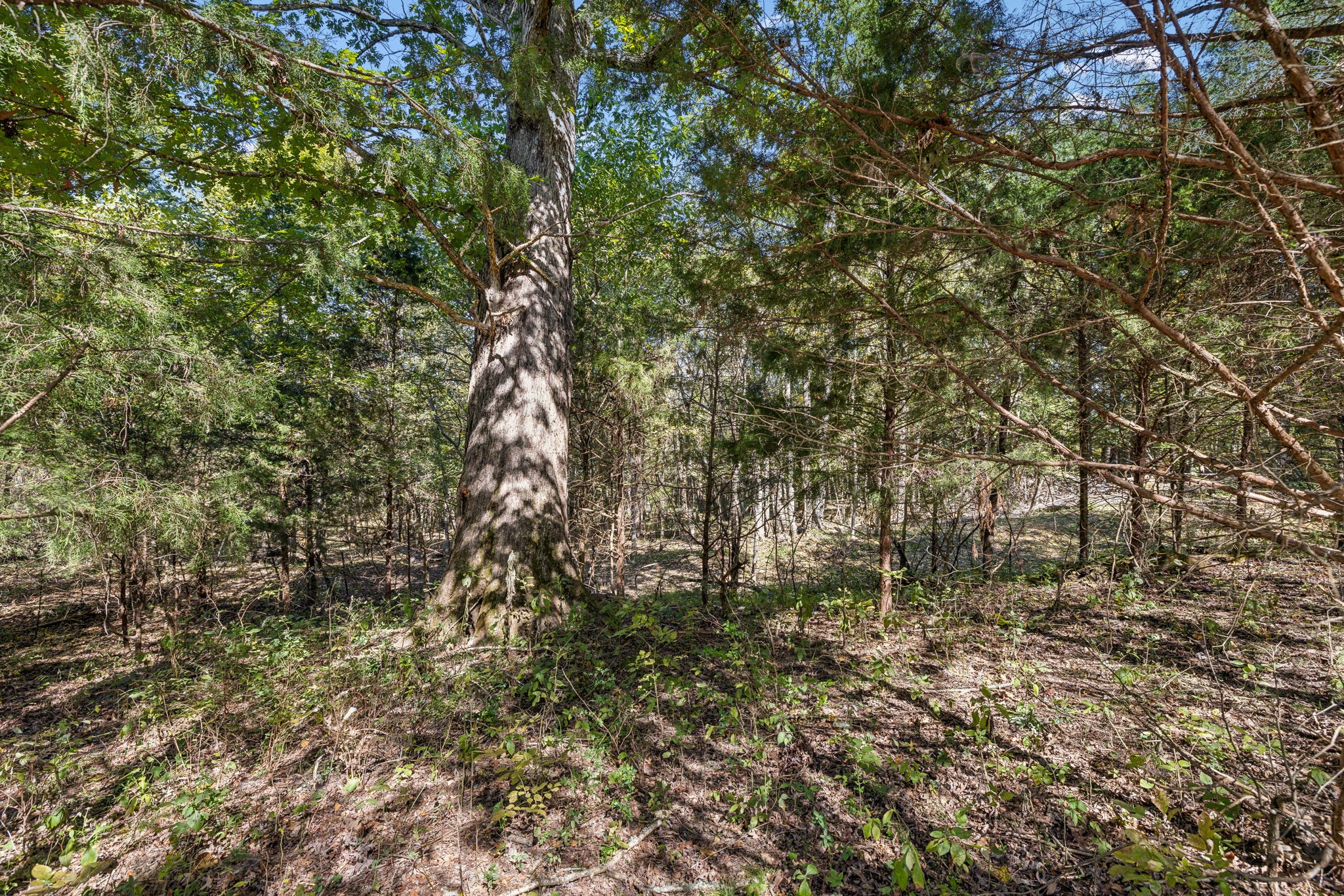 11 A Double Branch Road Columbia, TN 38401 - Photo 3 of 10 Gallery Image 3