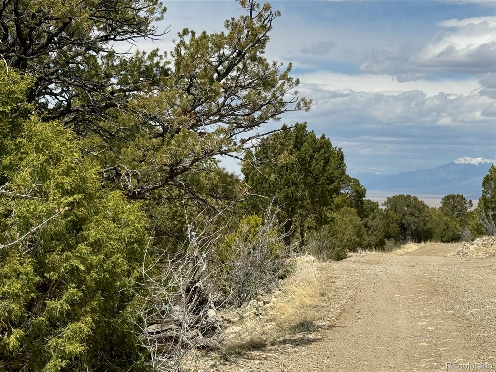 338 Cedar Ridge Road Mosca, CO 81146 - Photo 10 of 16 a view of a yard with a tree