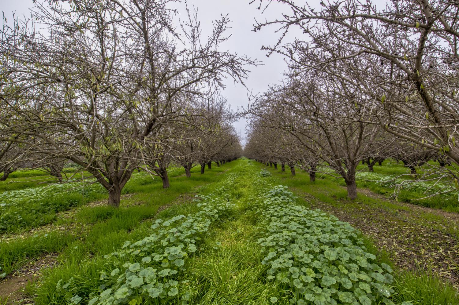 a big yard with lots of green space and trees