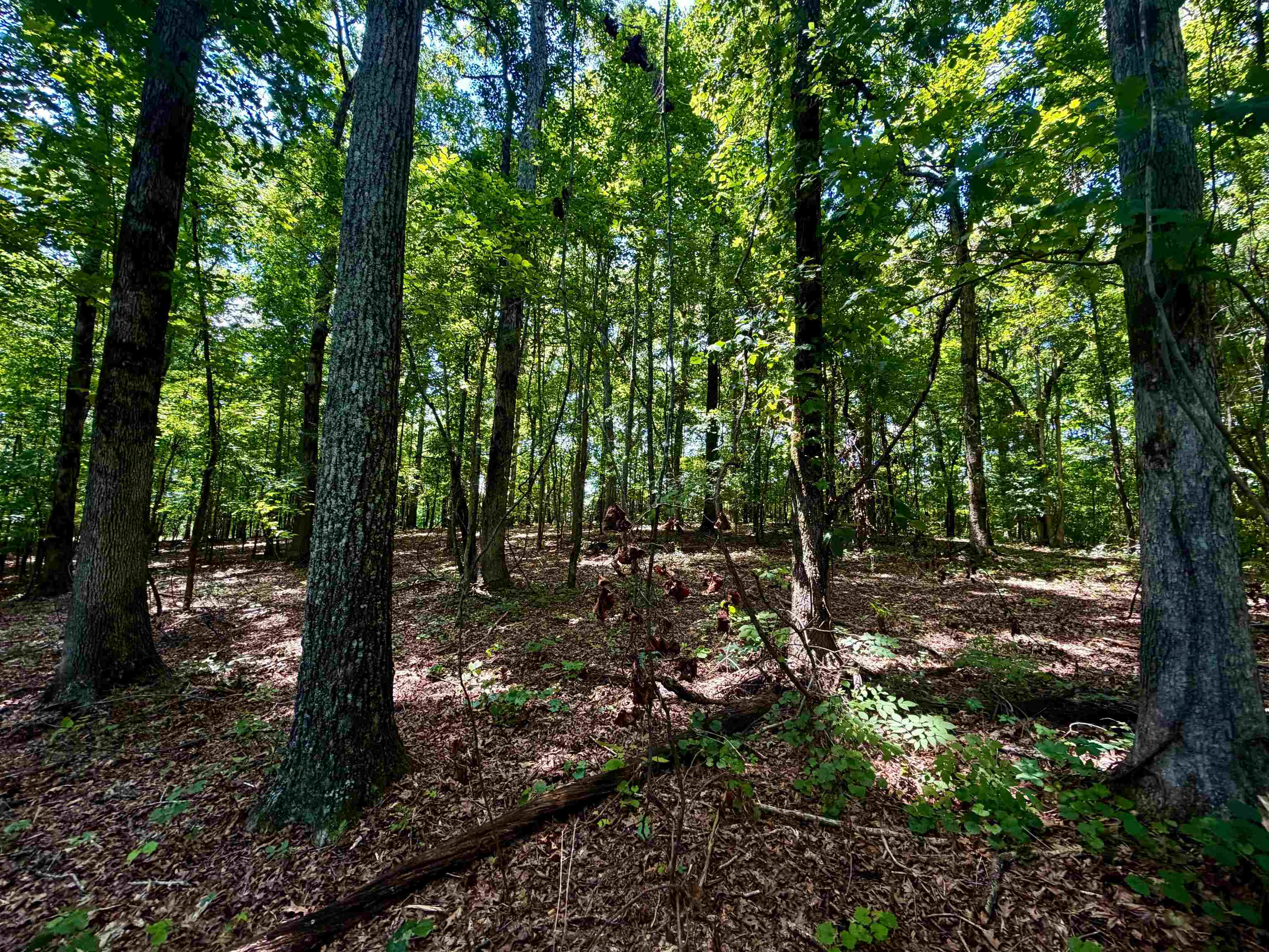40.37-ac Smyrna Road Somerville, TN 38068 - Photo 7 of 16