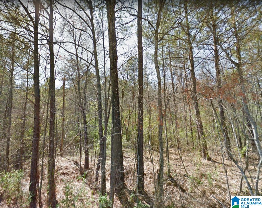 Akins Miller Road Jasper, AL 35501 - Photo 4 of 13