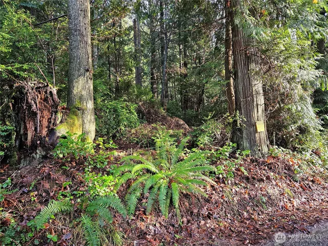 a view of a yard with plants and trees