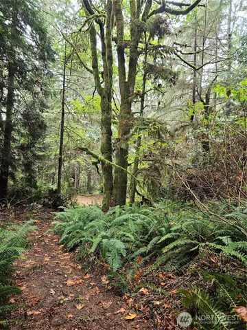 a view of a yard with a tree