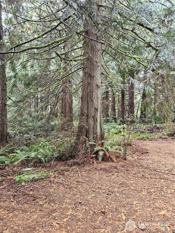 a close up of a tree in a garden