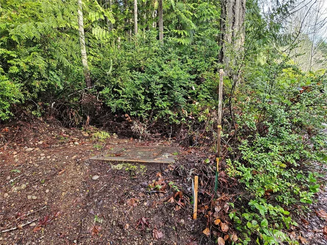 a view of a forest with trees