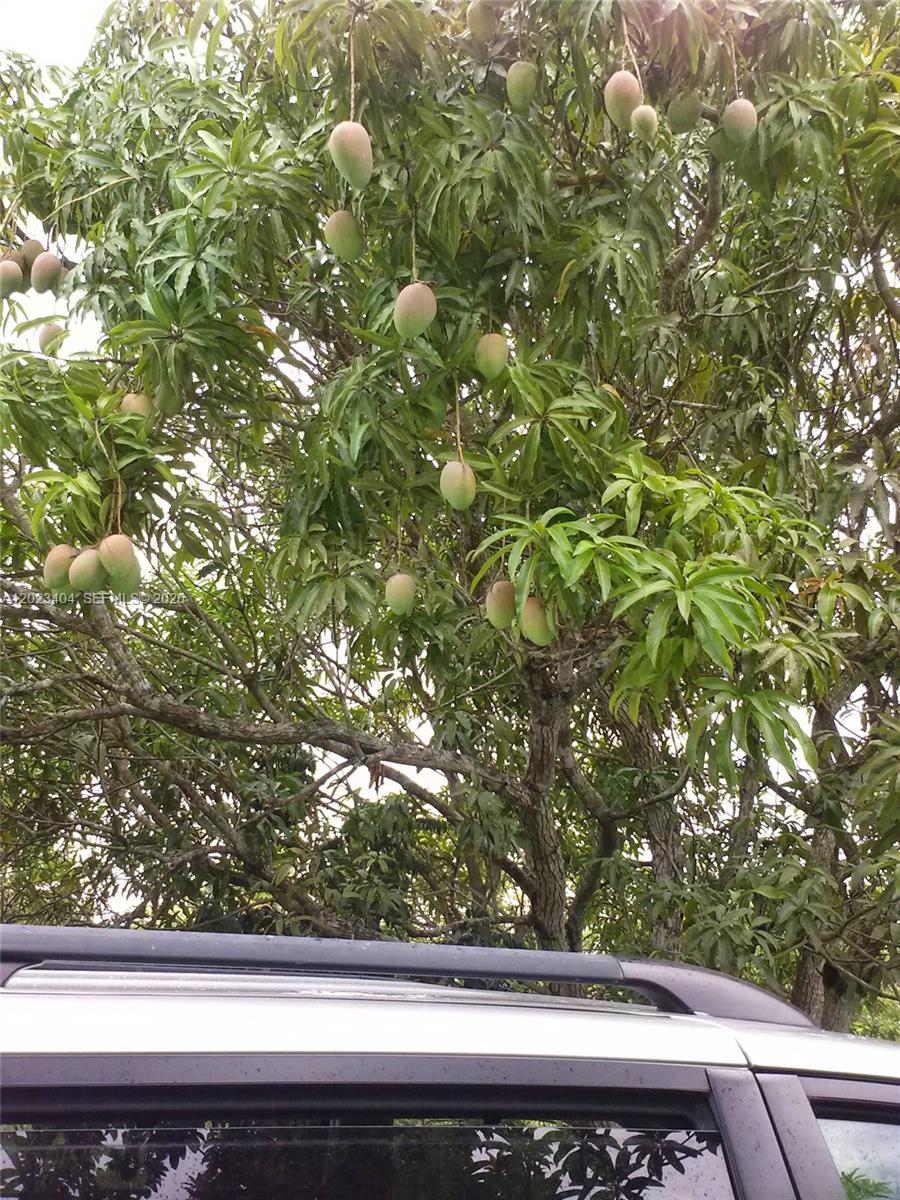 19675 Southwest 165th Avenue Miami, FL 33187 - Photo 12 of 22 a view of tree from a window
