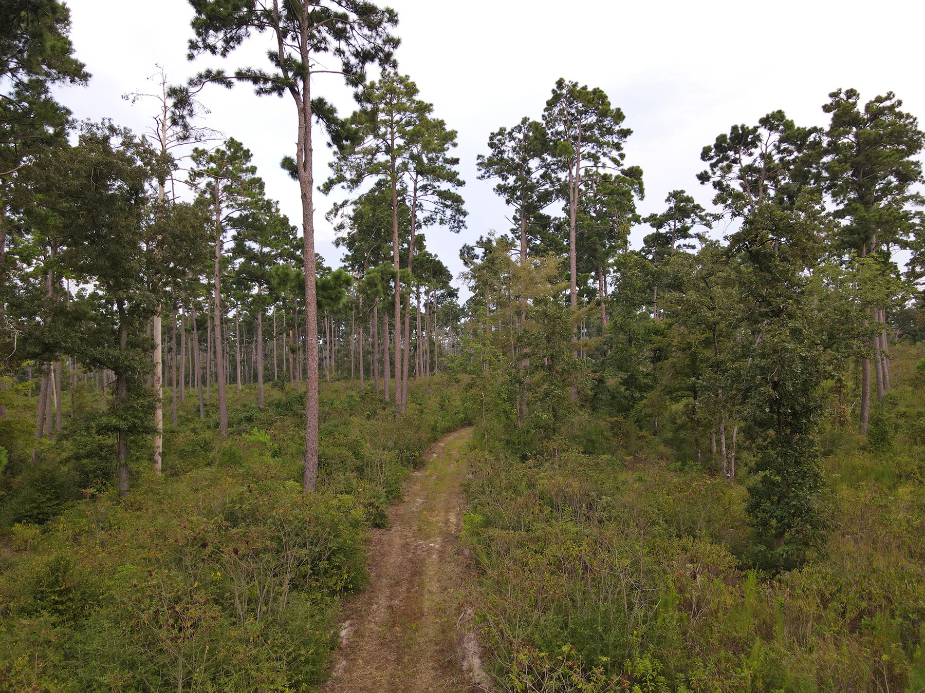 8301 State Highway East Centerville, TX 75833 - Photo 11 of 40 a view of a forest with a tree