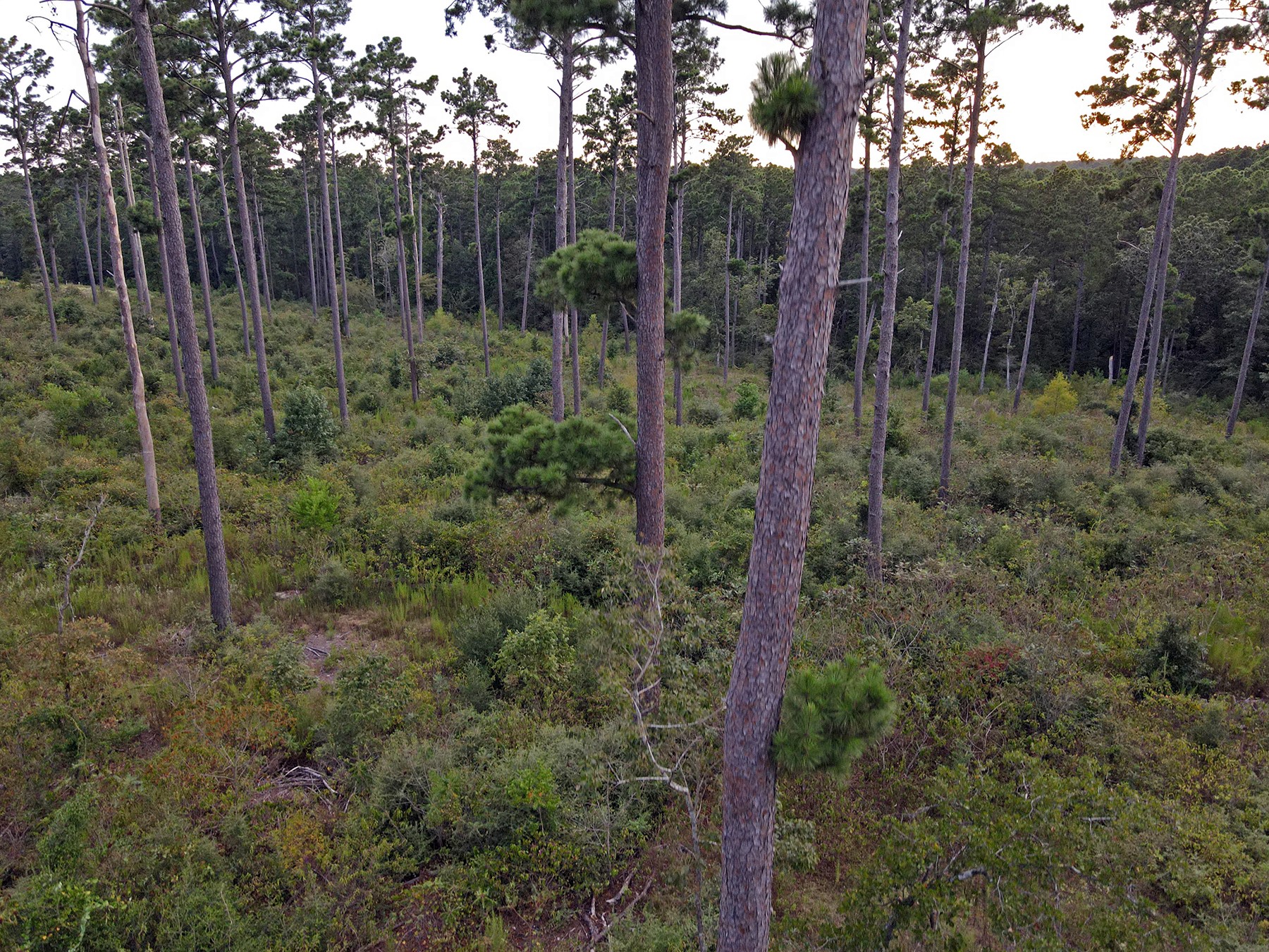 8301 State Highway East Centerville, TX 75833 - Photo 13 of 40 a view of a forest filled with lots of trees
