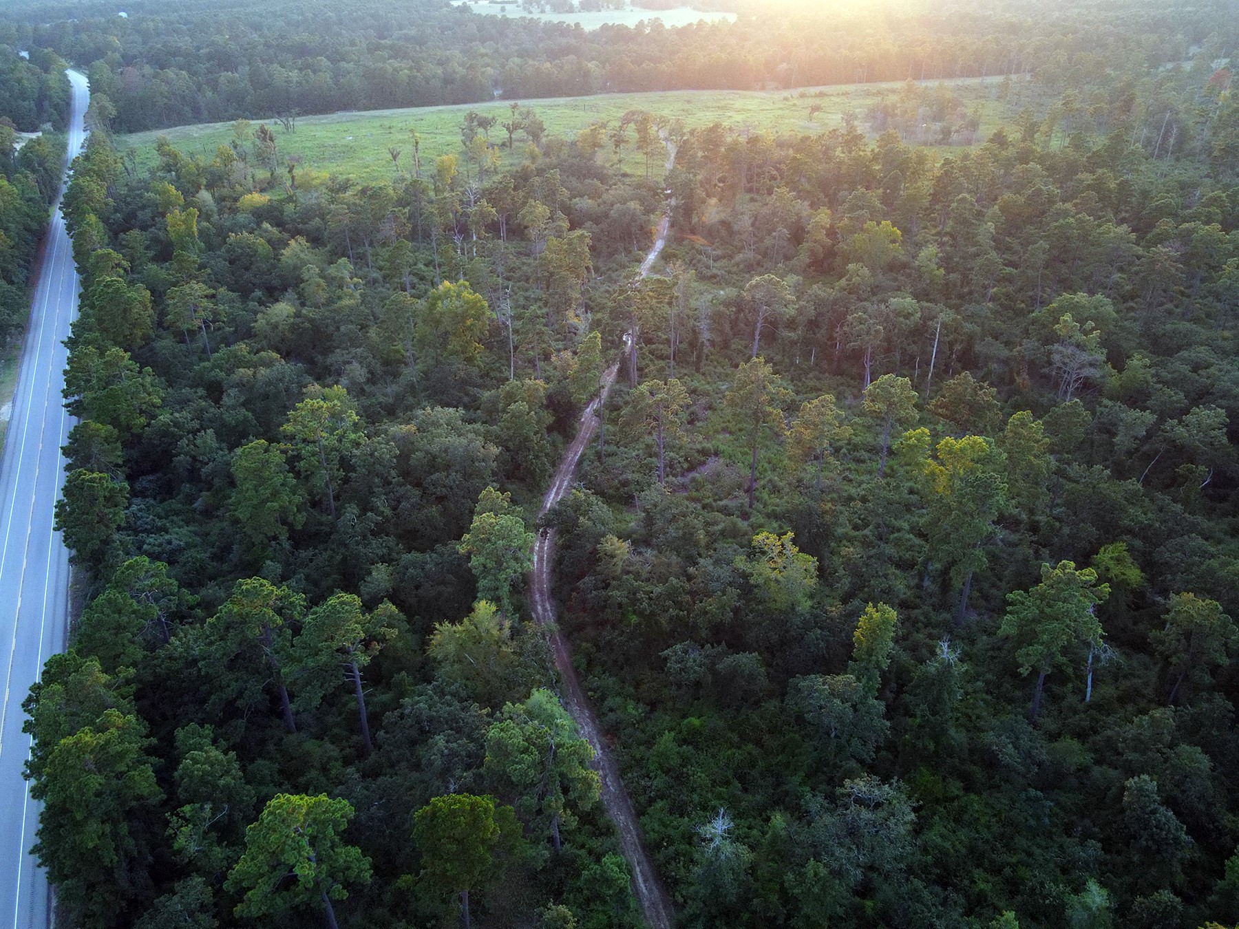 8301 State Highway East Centerville, TX 75833 - Photo 14 of 40 a view of a forest with a street