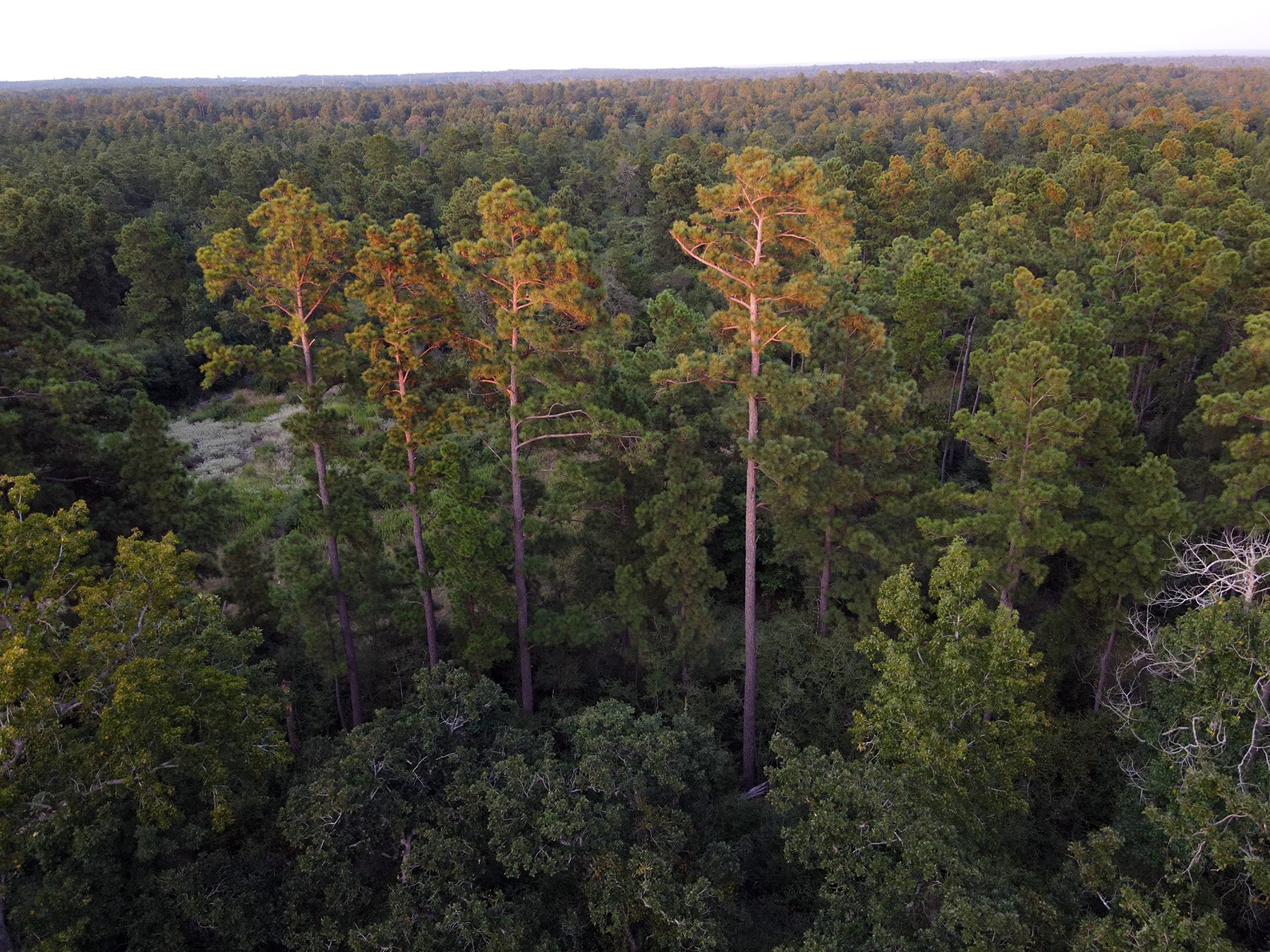8301 State Highway East Centerville, TX 75833 - Photo 15 of 40 a view of a forest with a street