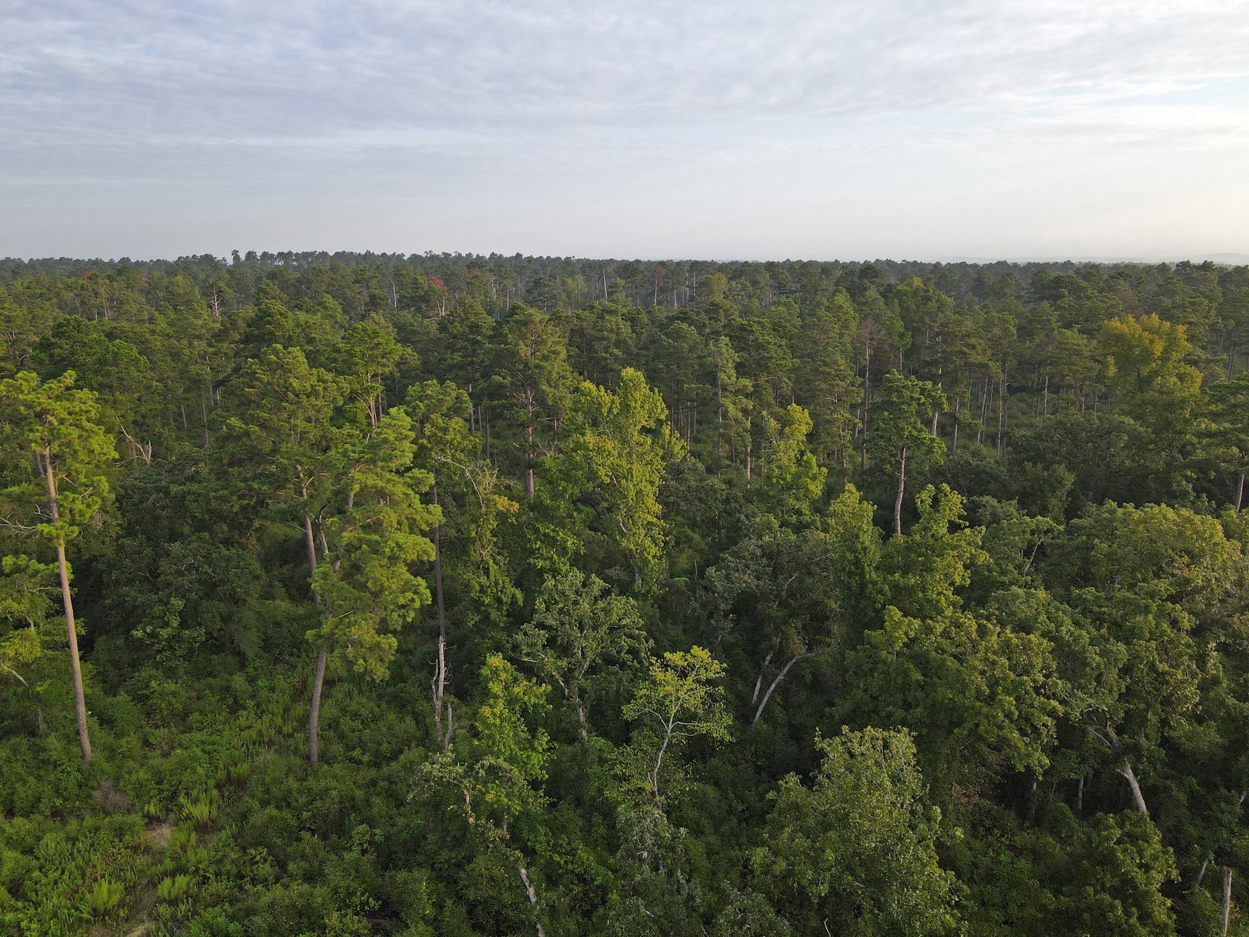8301 State Highway East Centerville, TX 75833 - Photo 17 of 40 an aerial view of houses covered in trees