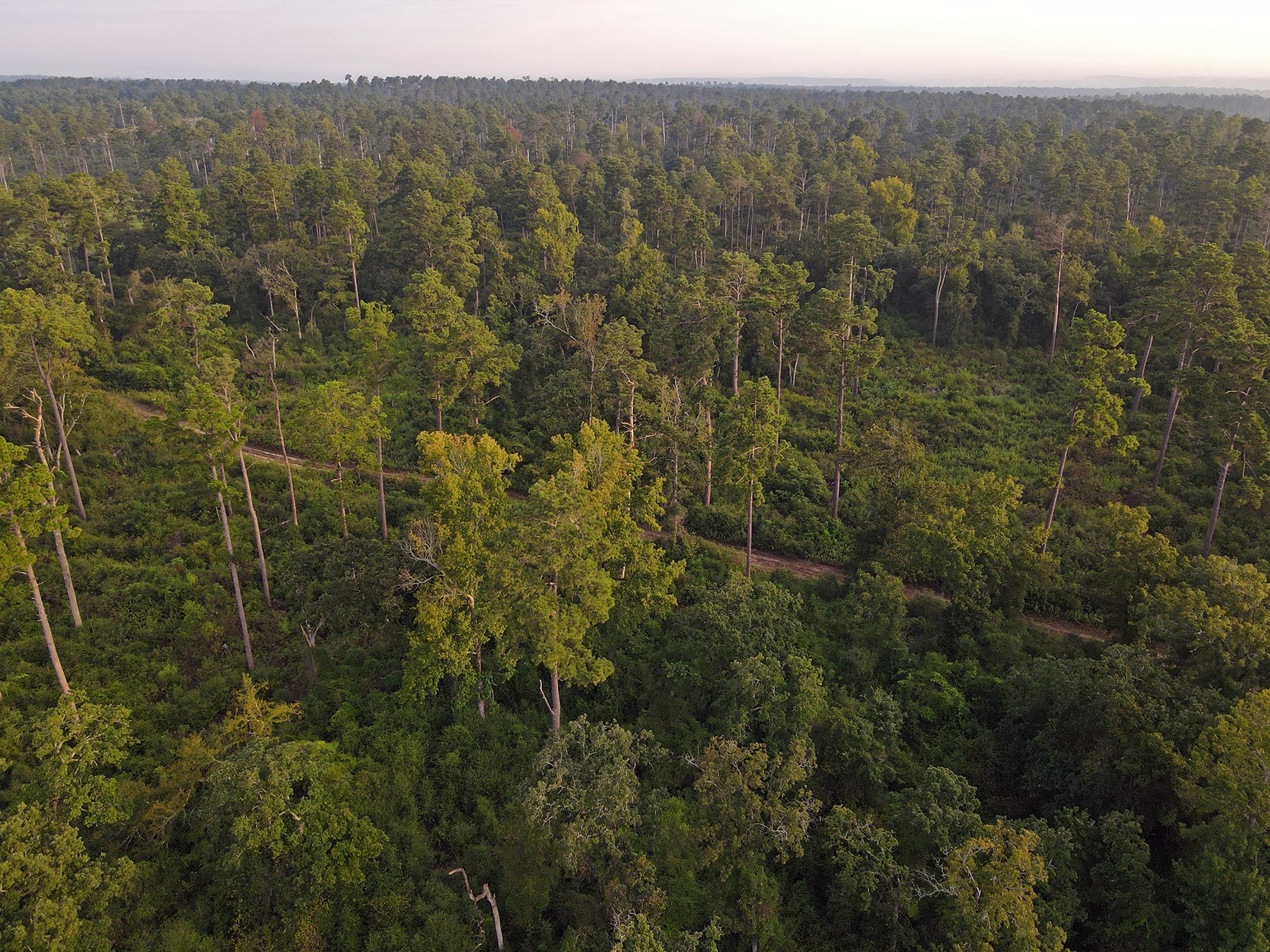 8301 State Highway East Centerville, TX 75833 - Photo 18 of 40 a view of a forest with a street