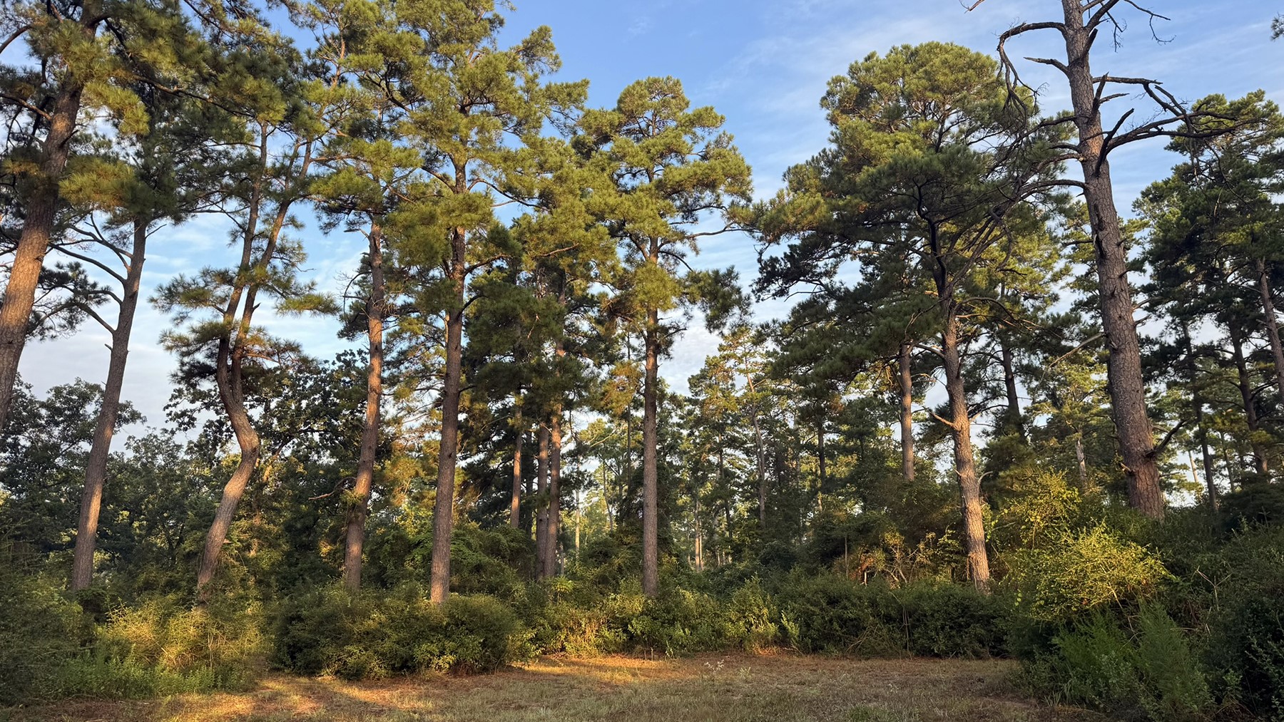 8301 State Highway East Centerville, TX 75833 - Photo 2 of 40 a picture of tree
