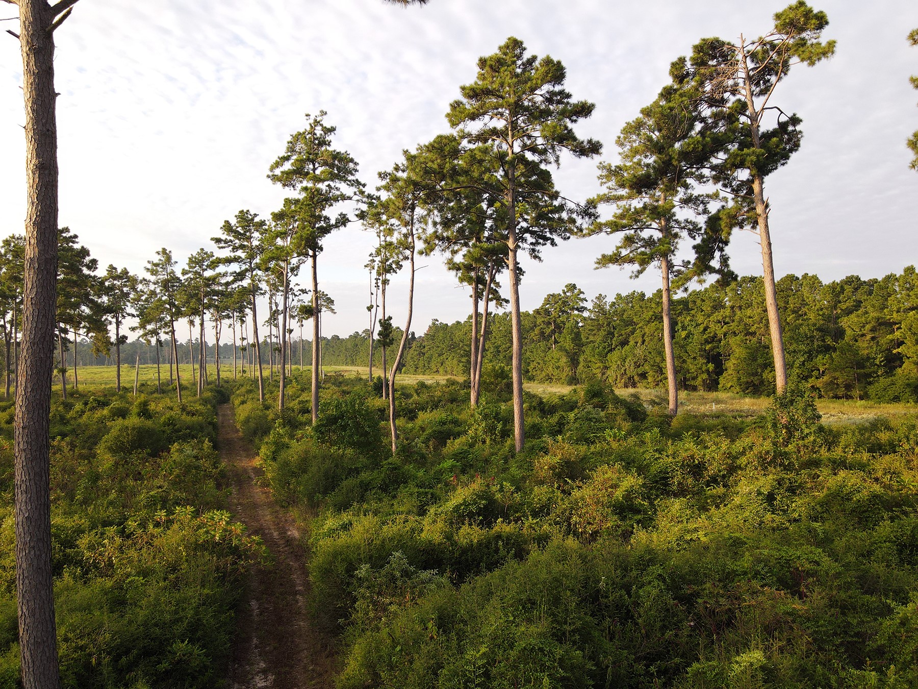 8301 State Highway East Centerville, TX 75833 - Photo 22 of 40 a view of a garden