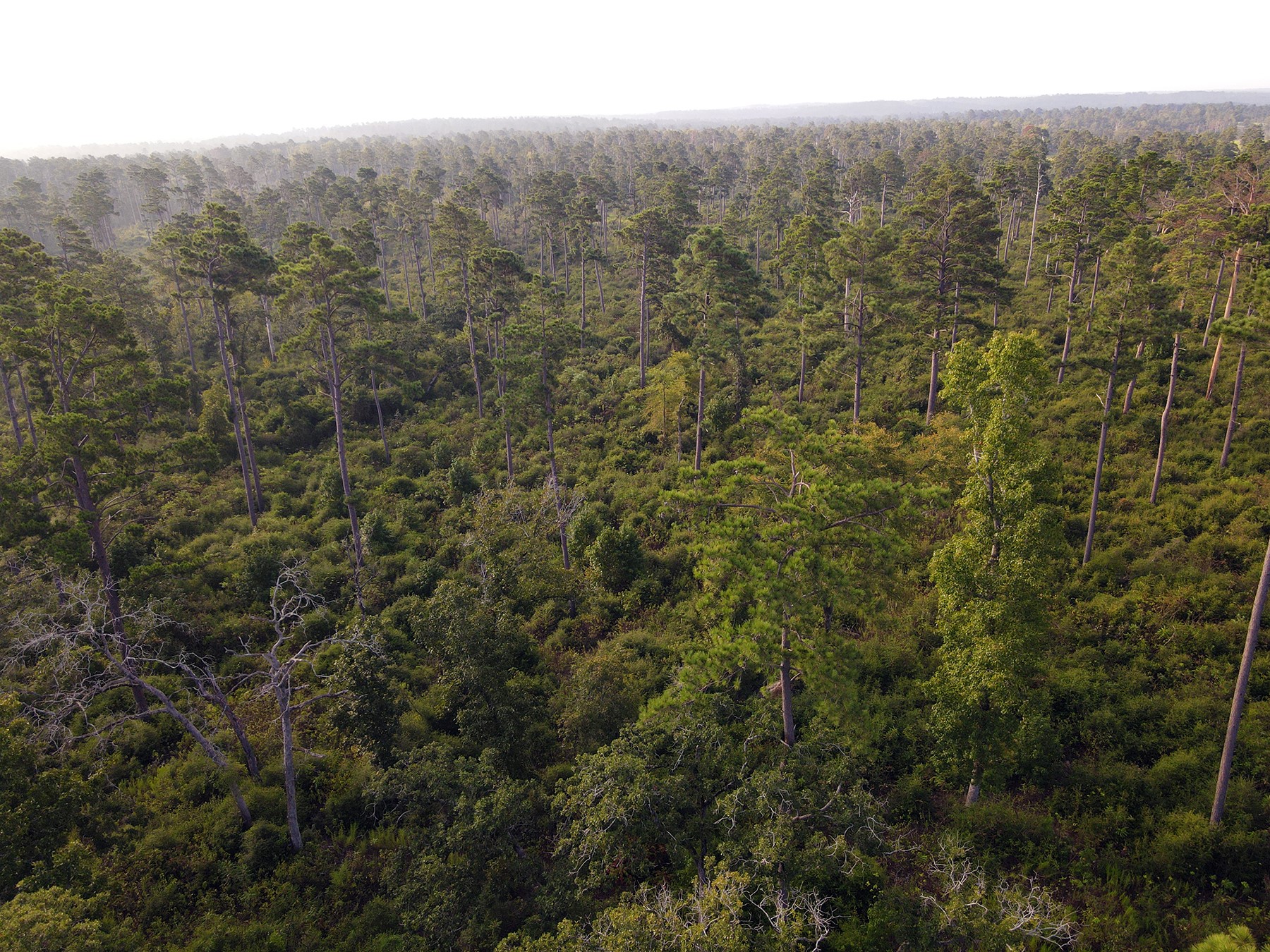 8301 State Highway East Centerville, TX 75833 - Photo 23 of 40 a view of a yard with an outdoor space