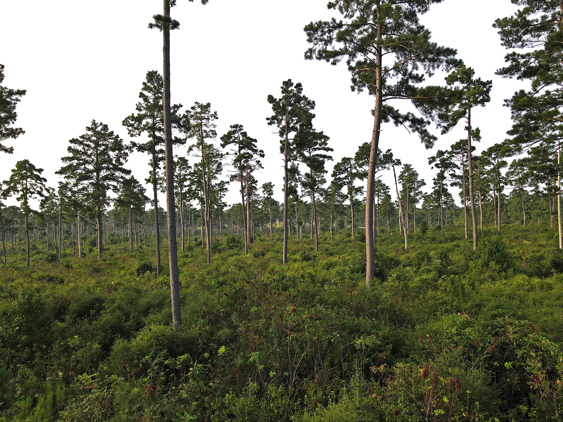 8301 State Highway East Centerville, TX 75833 - Photo 24 of 40 a view of a green field with lots of bushes