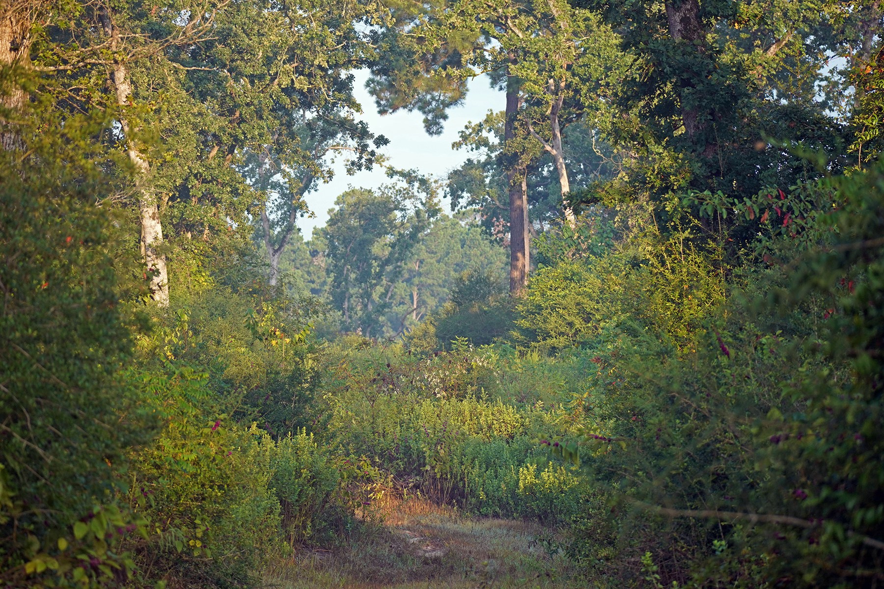 8301 State Highway East Centerville, TX 75833 - Photo 25 of 40 a view of a forest